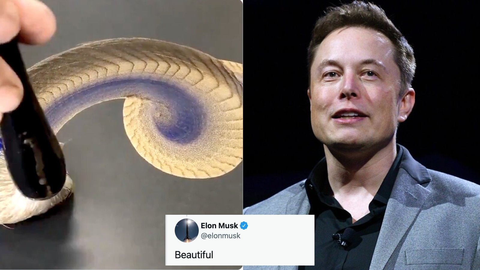 Elon Musk is impressed by this Japanese artist - Know why