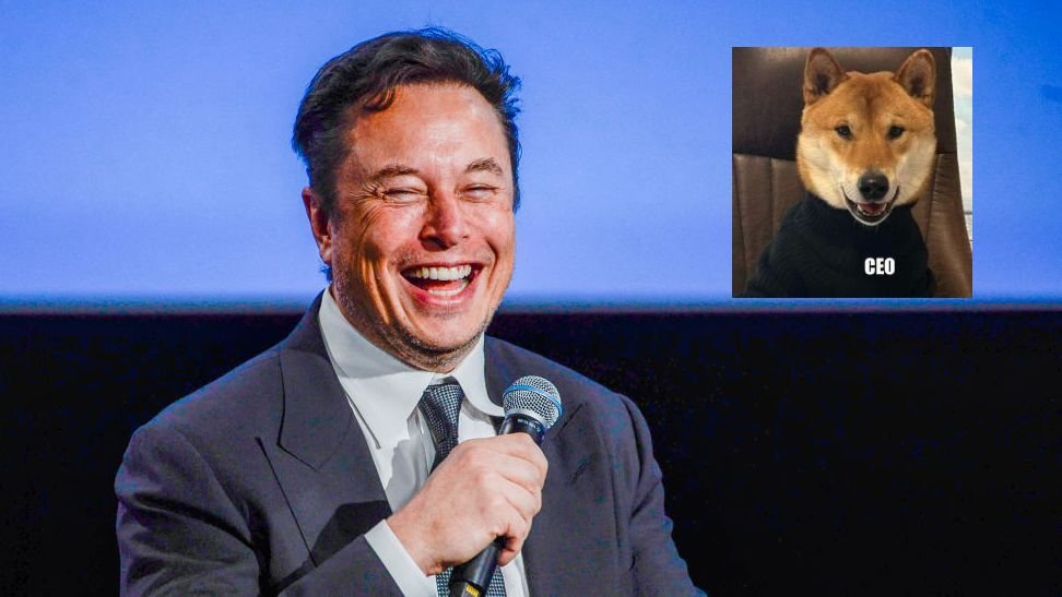 Elon Musk Posts Pic Of "New CEO Of Twitter", Internet In Shock